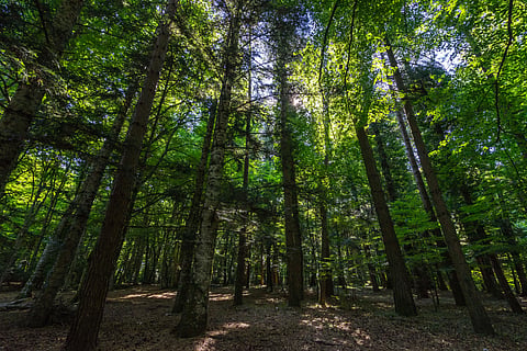 Umbra Forest